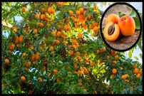 ببینید؛ مراحل تماشایی کاشت، برداشت و فرآوری صدها تن زردآلو در آمریکا