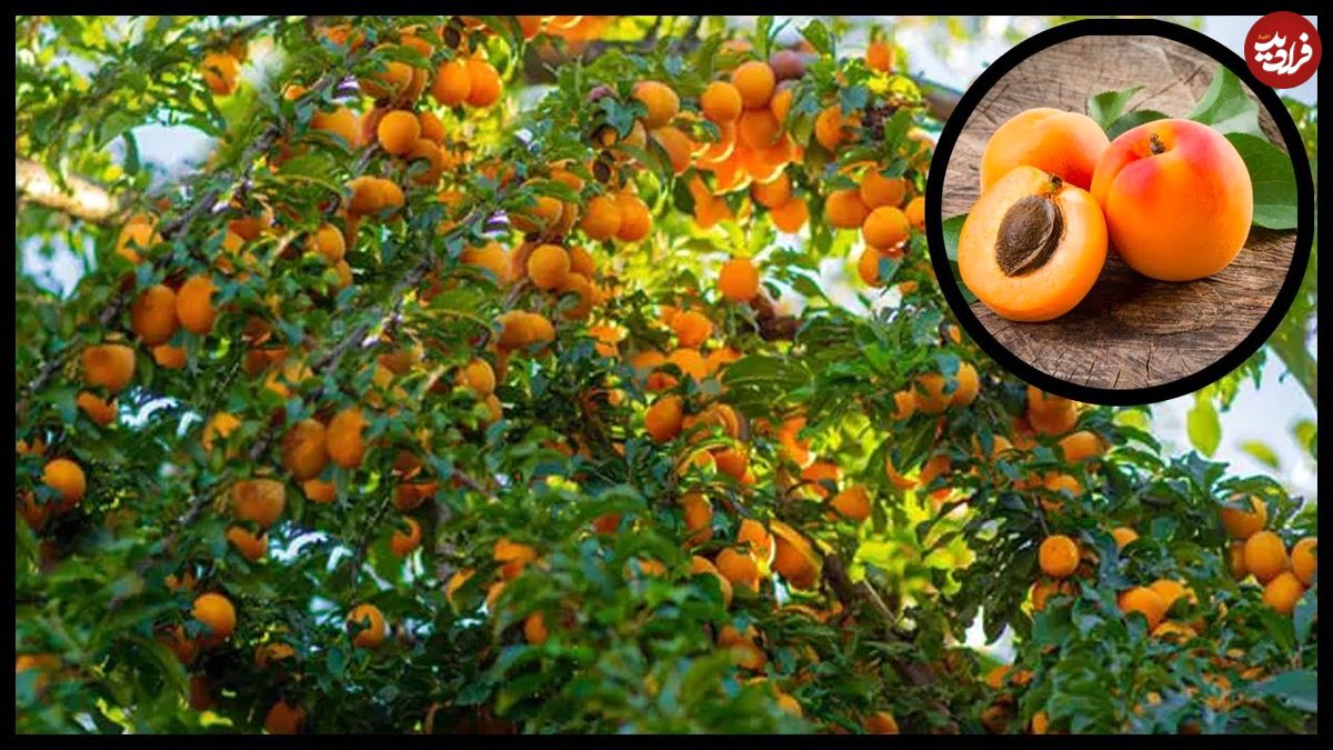 ببینید؛ مراحل تماشایی کاشت، برداشت و فرآوری صدها تن زردآلو در آمریکا