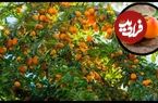 ببینید؛ مراحل تماشایی کاشت، برداشت و فرآوری صدها تن زردآلو در آمریکا