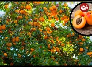 ببینید؛ مراحل تماشایی کاشت، برداشت و فرآوری صدها تن زردآلو در آمریکا
