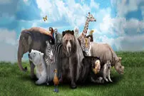 شخصیت شناسی؛ دوست دارید به کدام حیوان تبدیل شوید؟