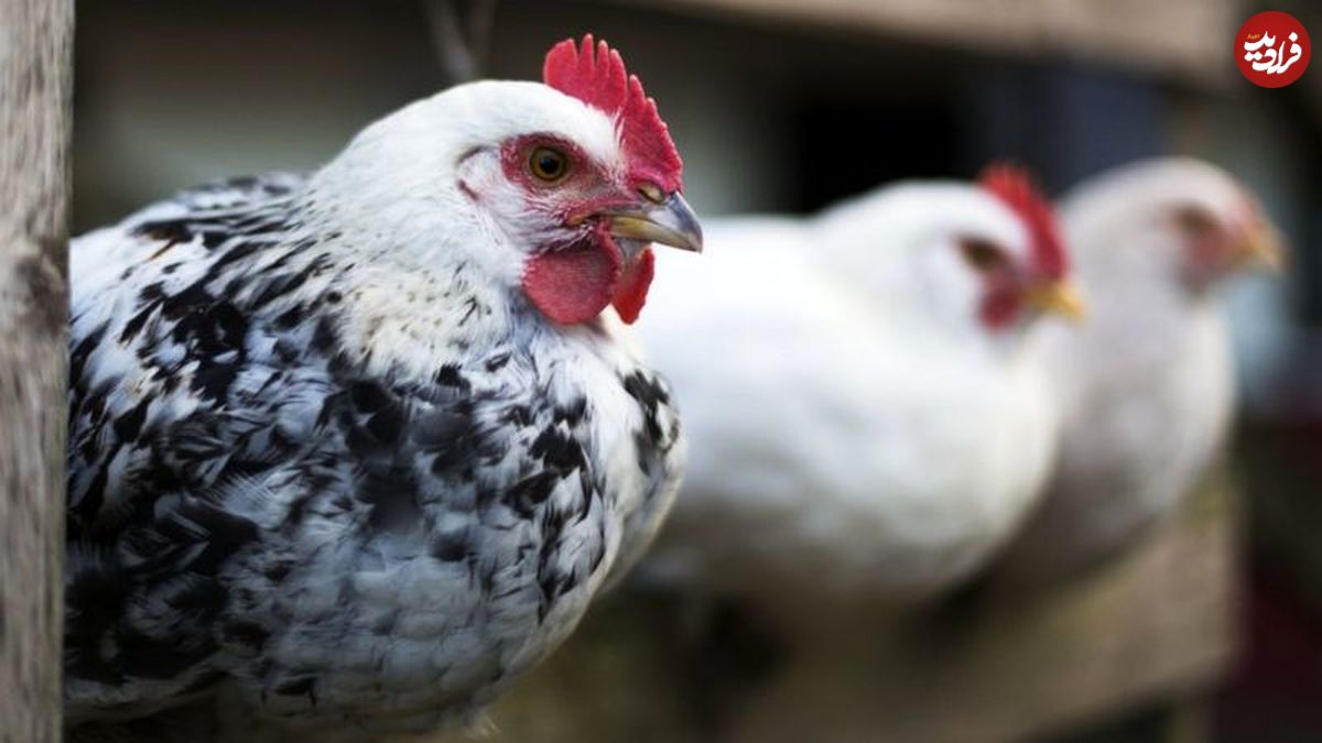 شیوع اچ۵ان۸؛ آنفولانزای مرغی جدید در روسیه