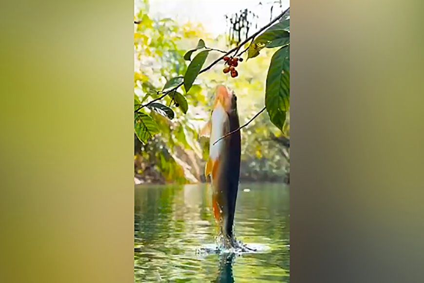 (ویدئو) ماهی عجیبی که عاشق میوه درختان است و آنها را می چیند!
