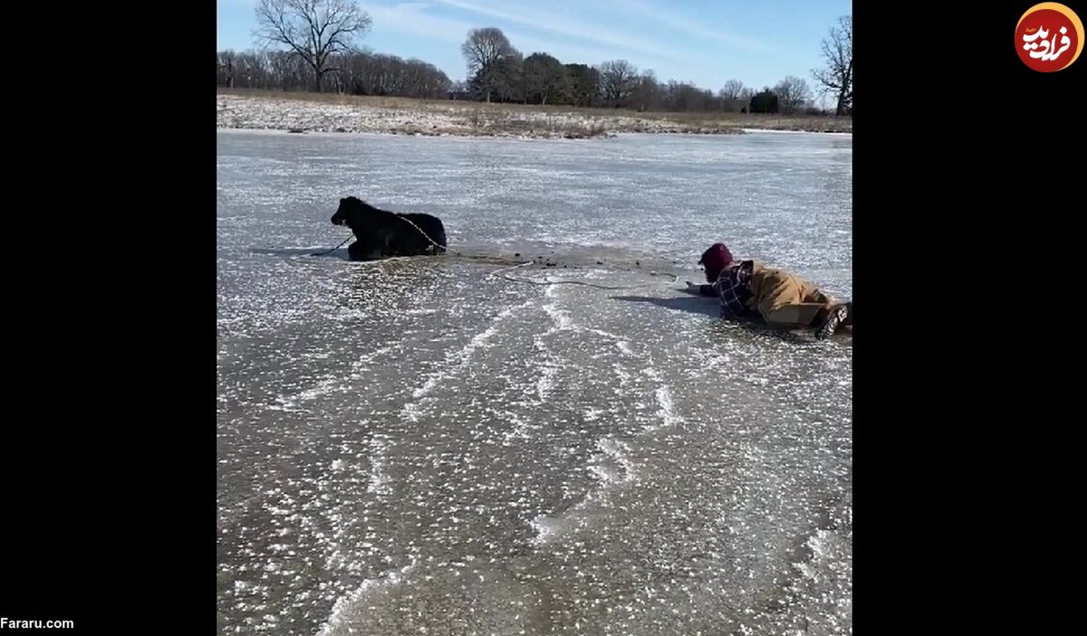 (ویدئو) نجات گوساله گرفتار شده روی دریاچه یخ‌زده
