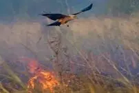 (عکس) پرنده اسرارآمیز، شکارش را از آتش بیرون می‌کشد