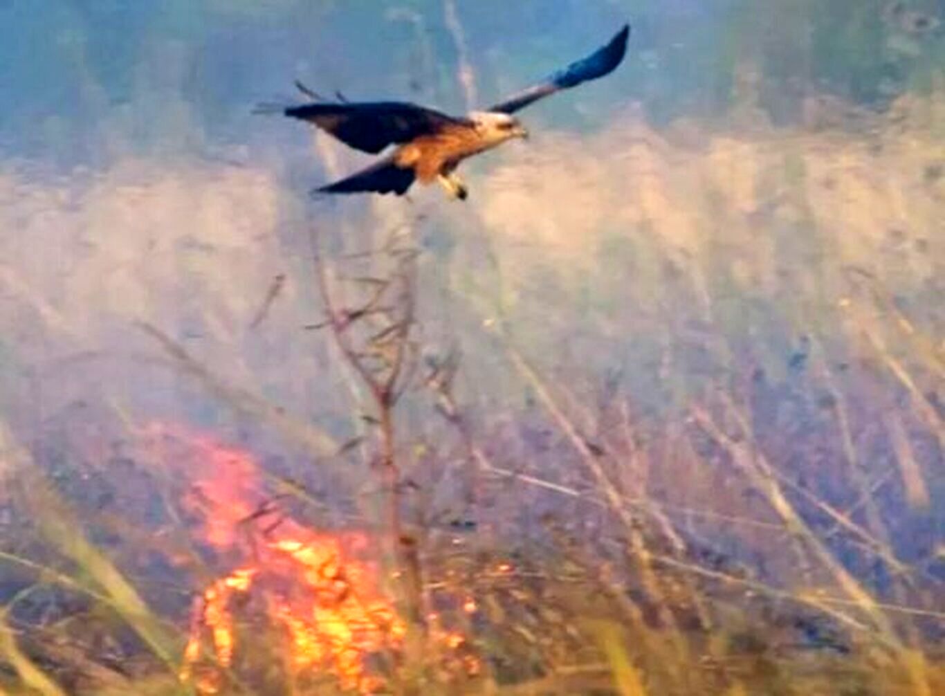 (عکس) پرنده اسرارآمیز، شکارش را از آتش بیرون می‌کشد