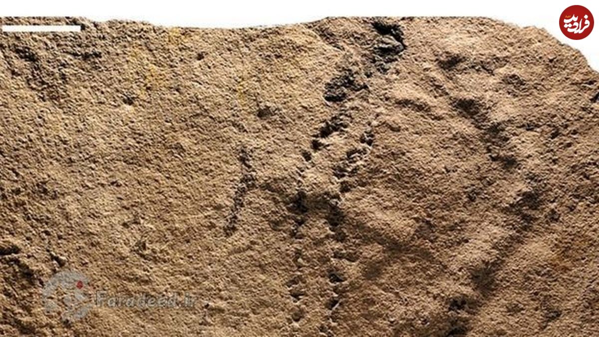 قدیمی‌ترین جای پای جهان کشف شد