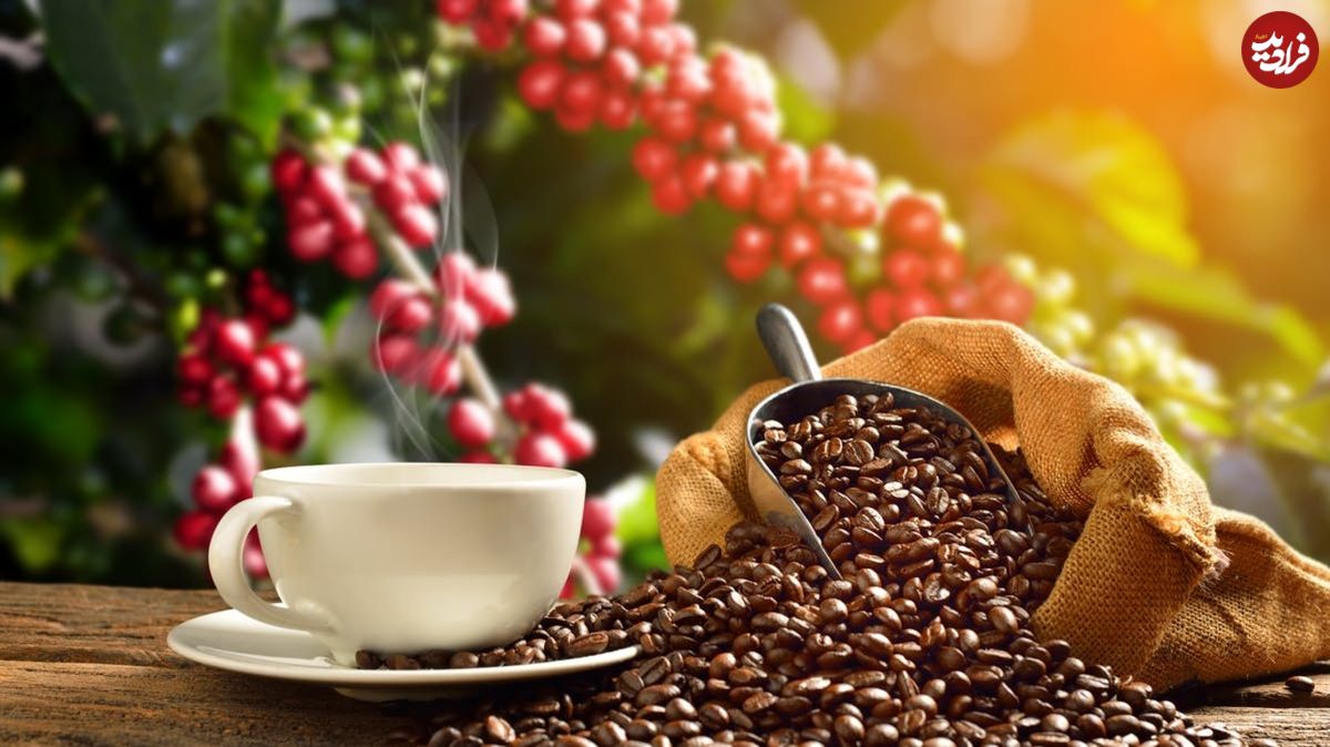 رمزگشایی از افسانه‌های قهوه؛ از کاهش وزن تا افزایش عمر