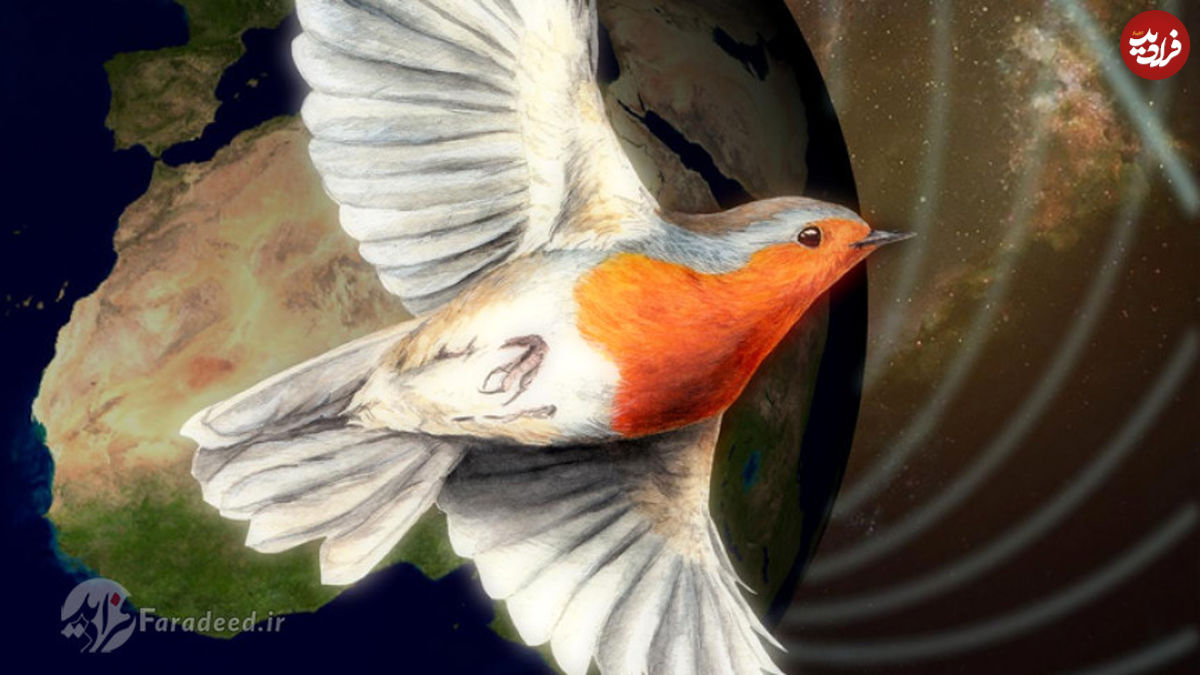 پرندگان می‌توانند با استفاده از فیزیک کوانتوم، مسیریابی کنند