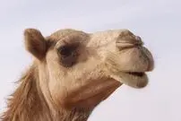 (ویدئو 15+) چرا شتر‌ها مار سمی می‌خورند! 