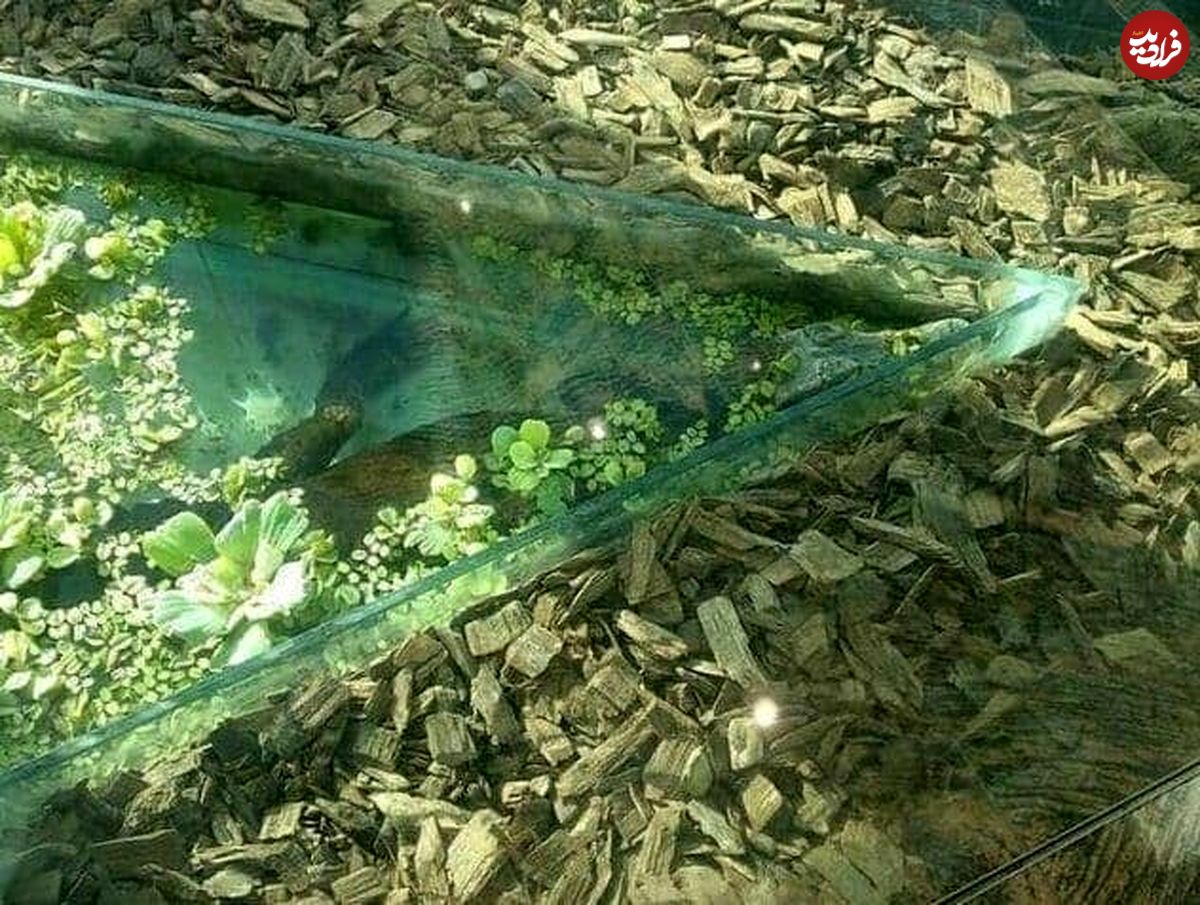 بلوایِ تمساحِ مرکز خرید اوپال