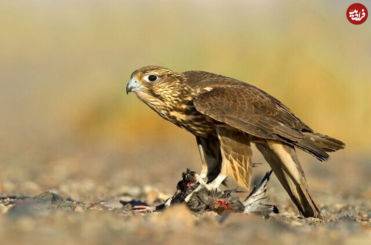 جزئیات کشف پرنده شکاری کمیاب در بوشهر