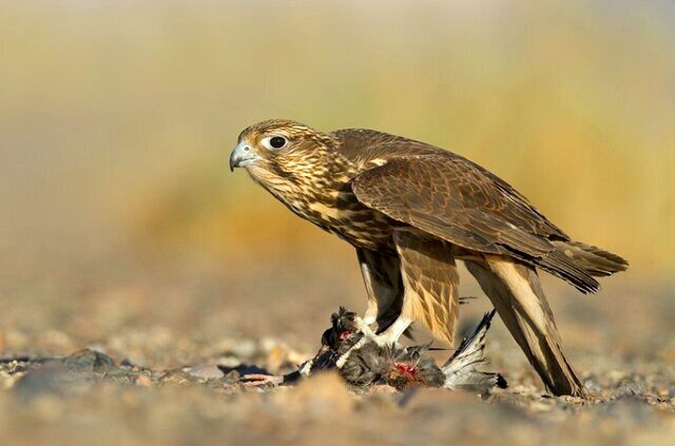 جزئیات کشف پرنده شکاری کمیاب در بوشهر