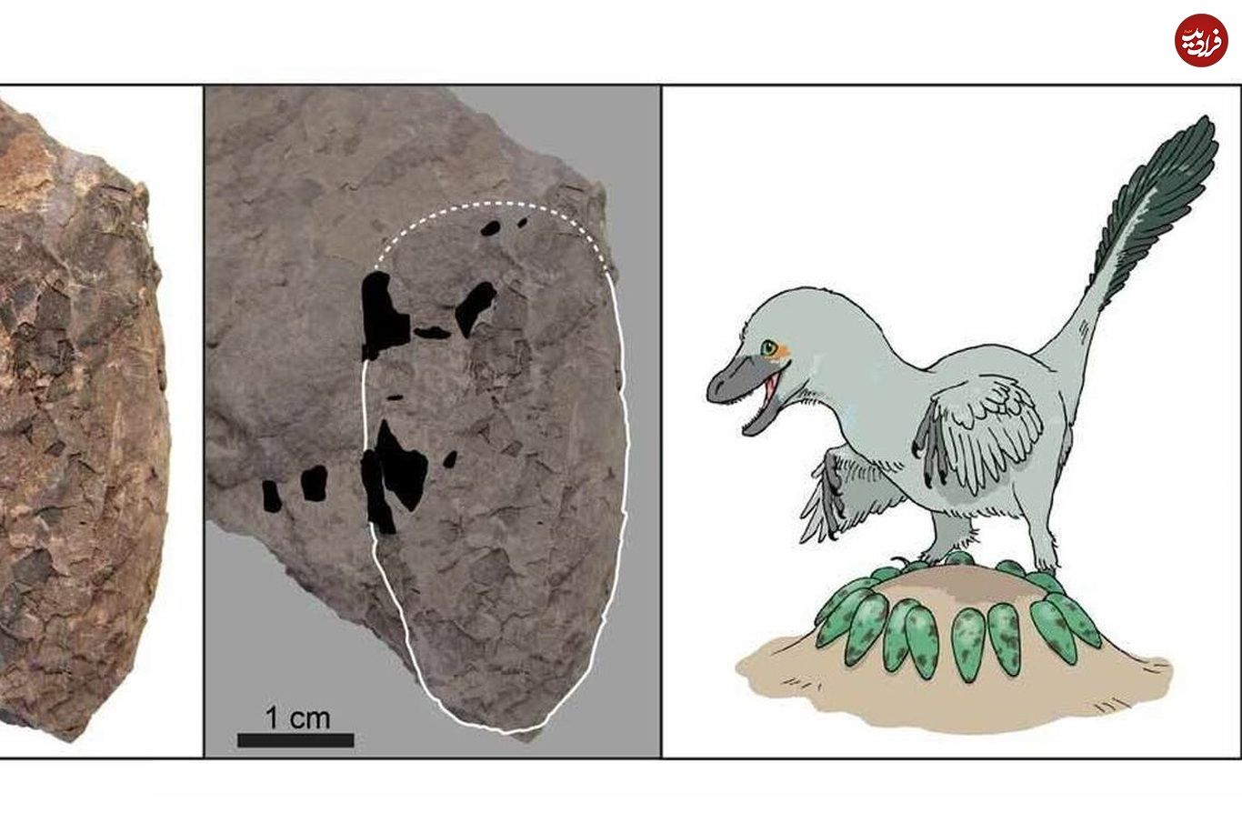 (تصاویر) کشف خارق العاده کوچک‌ترین فسیل تخم دایناسور در ژاپن