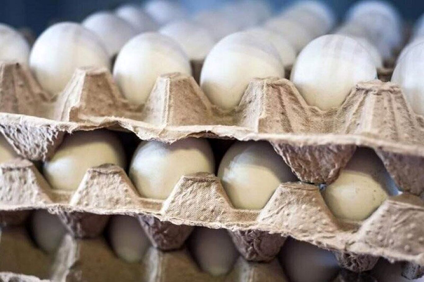 جزئیات قیمت شانه تخم مرغ فله در فروشگاه‌های زنجیره‌ای