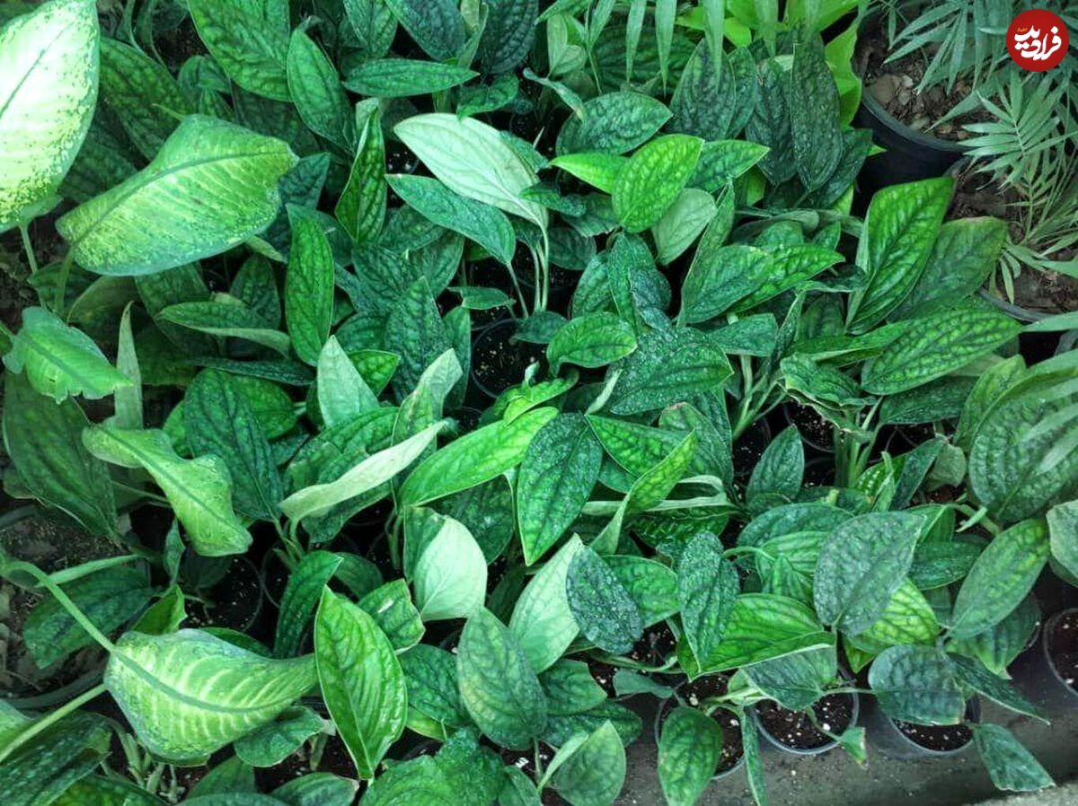 گیاه عجیبی که به اندازه ۳۰ دستگاه تصفیه هوا مفید است!