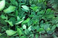 گیاه عجیبی که به اندازه ۳۰ دستگاه تصفیه هوا مفید است!