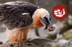 ببینید| حضور یک هما بر سر لاشه‌ کل وحشی