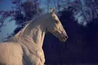 (ویدیو)  استراحت جالب اسب در کنار صاحبش با لبی خندان 