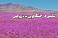 (ویدئو)‌ شگفتی در خشک‌ترین بیابان جهان؛ گل‌هایی که صحرای خشک و بی‌آب و علف روییدند 