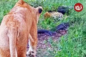 ببینید| وقتی شیر ماده، پلنگ بی نوا را تا مرز سکته می برد!