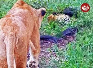 ببینید| وقتی شیر ماده، پلنگ بی نوا را تا مرز سکته می برد!