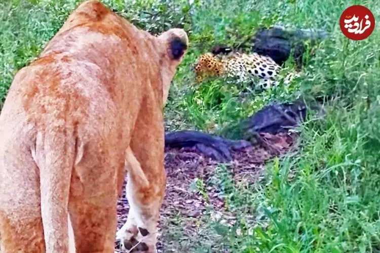 ببینید| وقتی شیر ماده، پلنگ بی نوا را تا مرز سکته می برد!