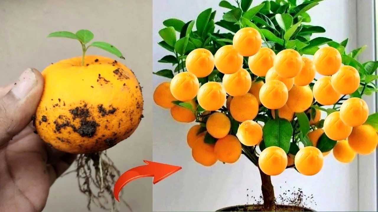 (ویدئو) نحوه پرورش میوه پرتقال در گلدان و برداشت پرتقال در خانه