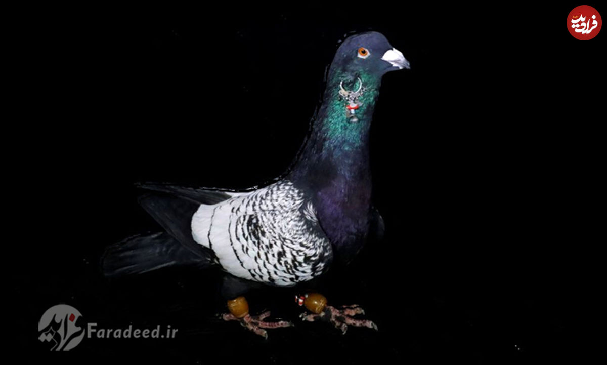 تصاویر/ تجارت کبوترهای لوکس در ترکیه