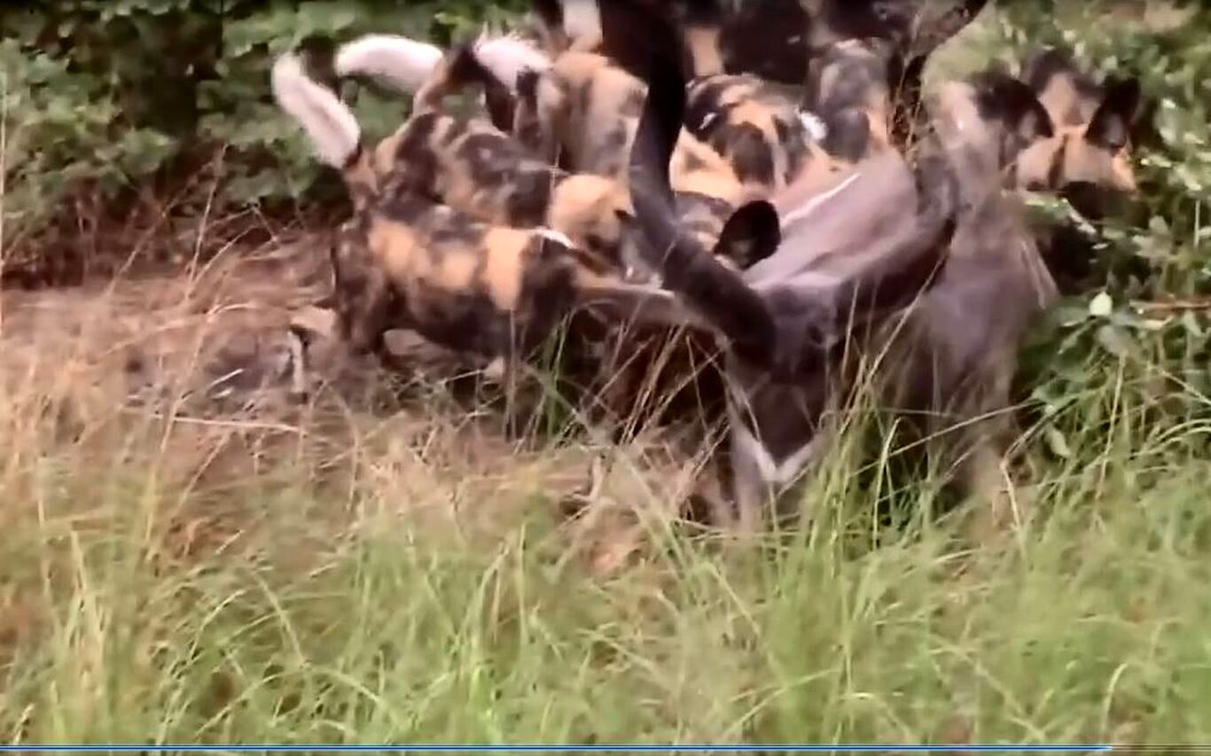 (ویدئو) سگ‌های وحشی گرسنه، گوزن کودو عظیم الجثه را شکار کردند!