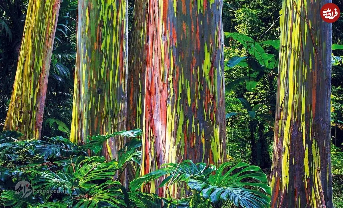 (تصاویر) عجیب‌ترین جاذبه‌های طبیعی دنیا کجا قرار دارند؟