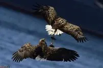از استقبال از ملکه تا در آوردن شکار از دست رقیب