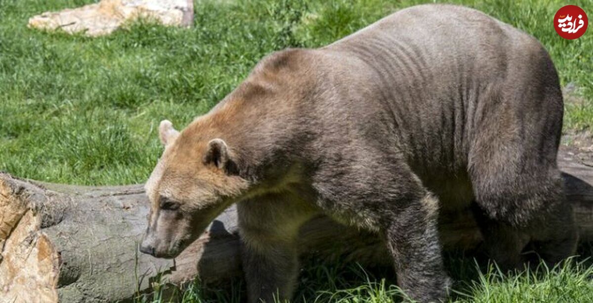 سر و کله خرس‌هایی عجیب در مناطق شمالی زمین پیدا شد!