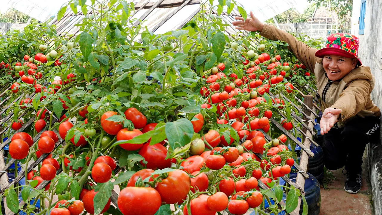 (ویدئو) به همین سادگی در خانه گوجه فرنگی پرورش دهید و ده ها کیلو برداشت کنید
