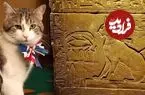 مشهورترین گربه‌های تاریخ؛ از گربۀ پسر فرعون تا گربۀ نخست‌وزیر انگلیس