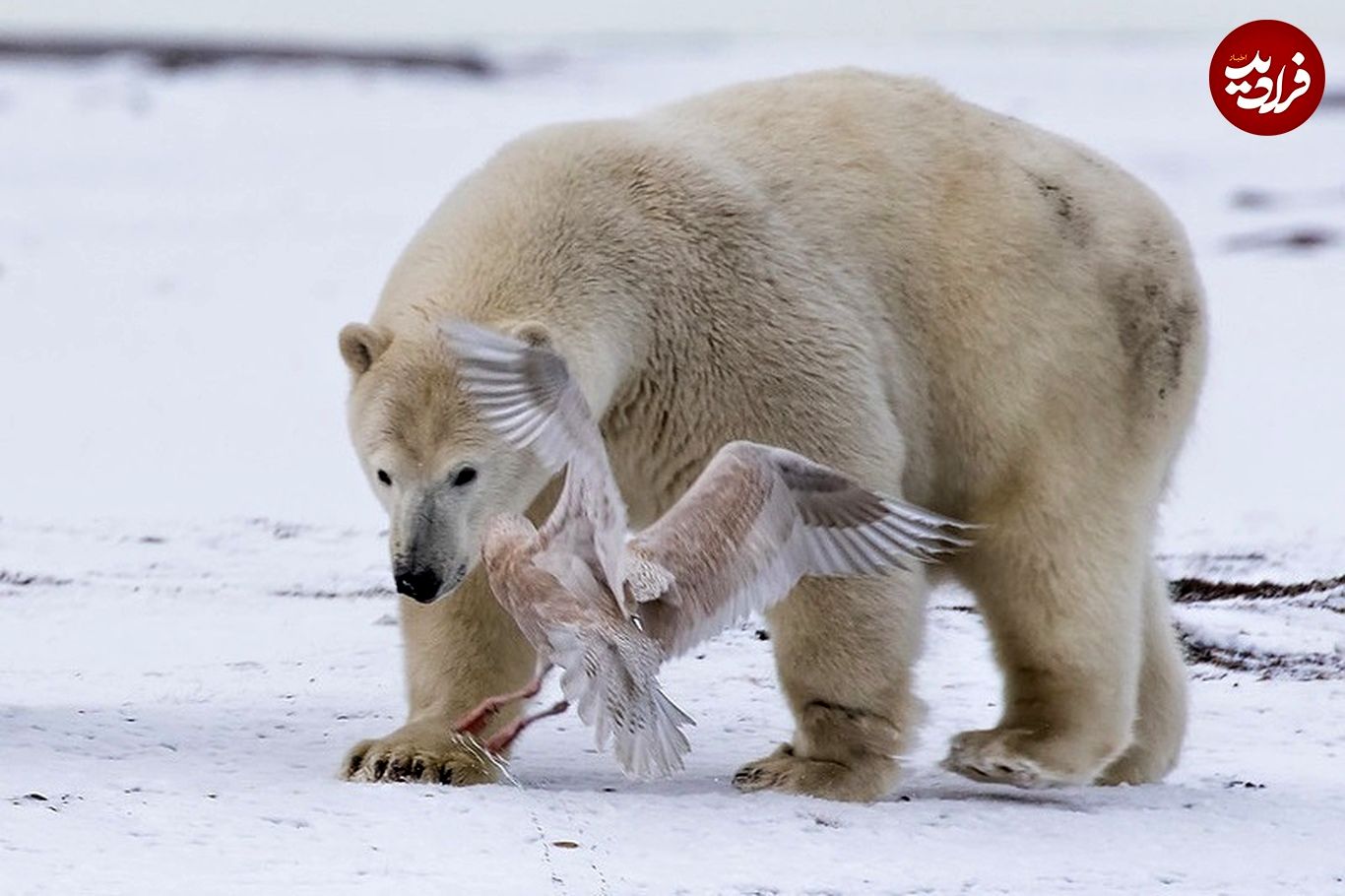 (ویدئو) وقتی خرس قطبی به پرنده‌های کوچک هم رحم نمی‌کند!