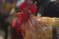 (ویدئو) خروس، شاهرگ صاحب‌اش را در مسابقه جنگ خروس‌ها برید!