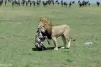 (ویدئو) شیر بی‌رحم، گورخر تازه متولد شده را شکار کرد!