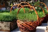 (ویدئو) یک هفته‌ای سبزه عید در خانه درست کنید؛ طرز تهیه سبزه عید فوری