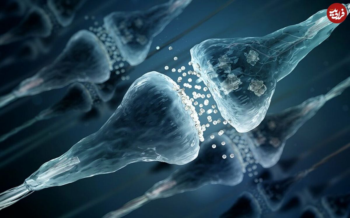 یک کشف شگفت‌انگیز؛ وجود میلیون‌ها سیناپس خاموش در مغز انسان