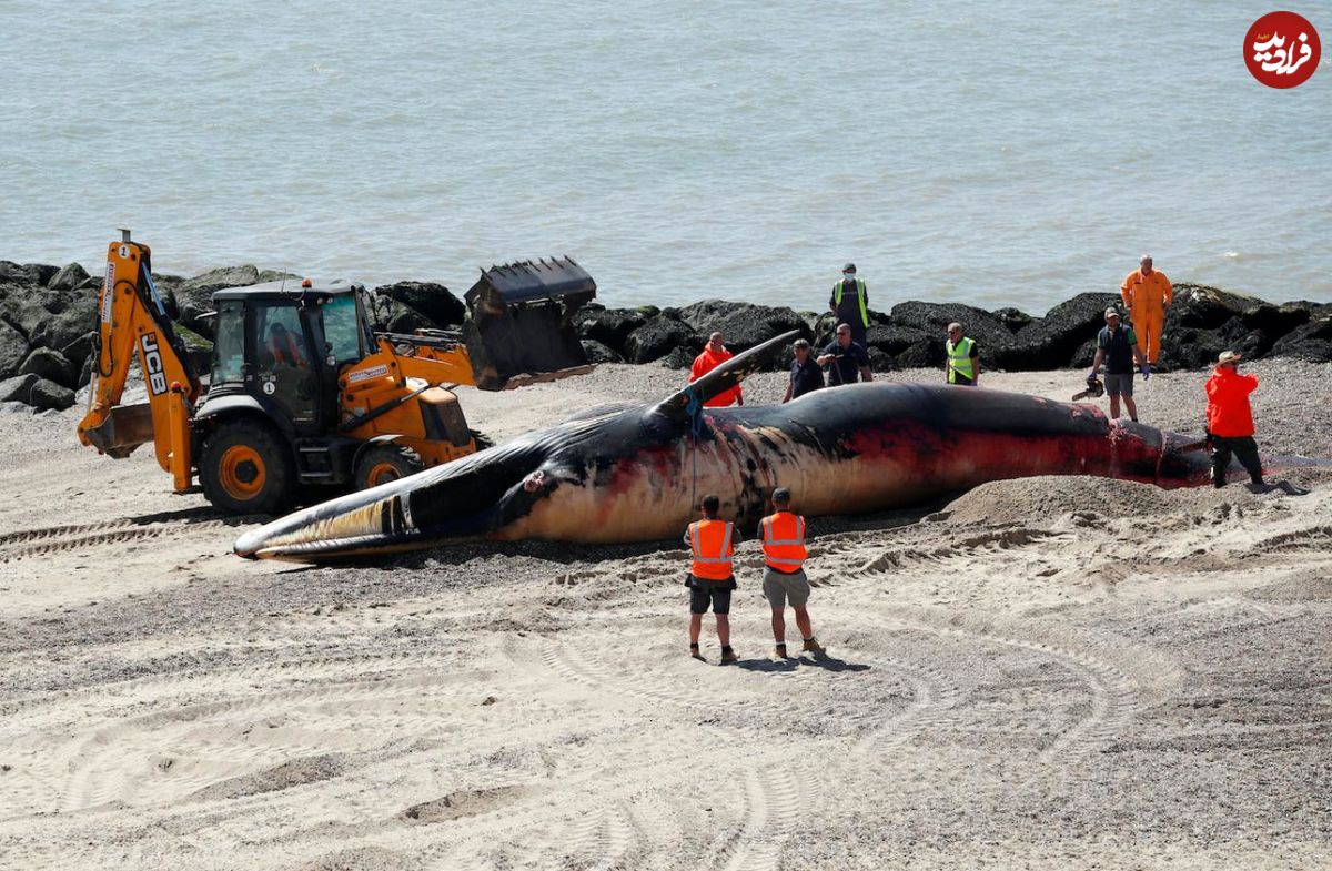 نهنگ مرده ۱۳متری در سواحل بریتانیا