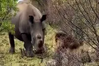 ببینید| وقتی «کرگدن» برای «شیر نر» مغرور به سیم آخر می زند!