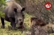 ببینید| وقتی «کرگدن» برای «شیر نر» مغرور به سیم آخر می زند!