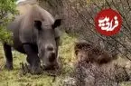 ببینید| وقتی «کرگدن» برای «شیر نر» مغرور به سیم آخر می زند!