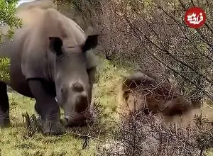 ببینید| وقتی «کرگدن» برای «شیر نر» مغرور به سیم آخر می زند!