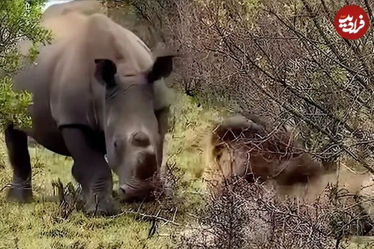 ببینید| وقتی «کرگدن» برای «شیر نر» مغرور به سیم آخر می زند!