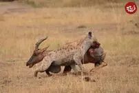 (ویدئو) کفتار بی‌رحم، شاخ‌چنگی نگون‌بخت را مقابل گله‌اش زنده زنده خورد!