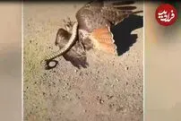 (ویدئو) بلایی که مار بر سر شاهین بی نوا آورد!