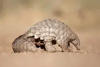 (ویدئو) این حیوان دندان ندارد، اما زبان دراز است!