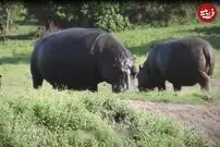 (ویدئو) دو تمساح غول پیکر، بچه اسب آبی را بلعیدند!